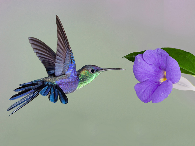Wenona-HummingBird-PurpleFlower Team members